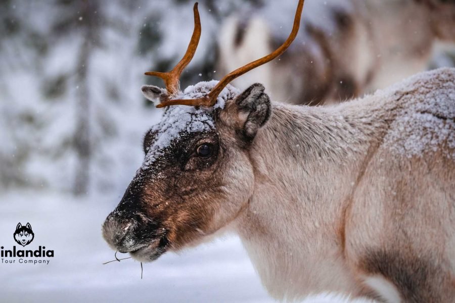 Rusa Finlandia berpose samping di salju selama 10 Hari / 9 Malam Finlandia Tour